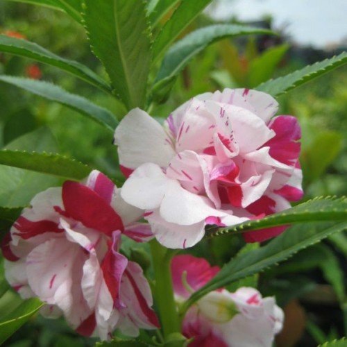 Hạt Giống Hoa Móng Tay Kép Mix Màu, Hoa Nở Lâu Tàn, Màu Sắc Rực Rỡ, Tươi Sáng - Nông Sản Vàng
