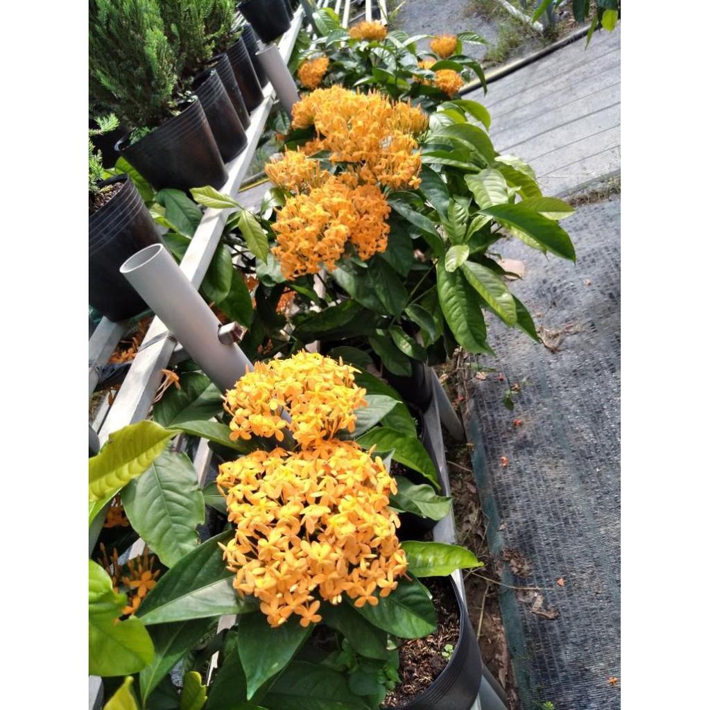 Cây mẫu đơn mỹ vàng cam