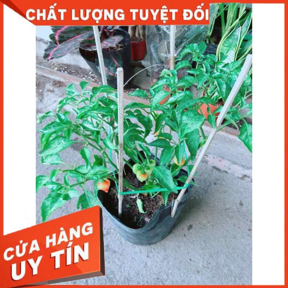 Chậu Ớt Kiểng Nhiều Người Mua