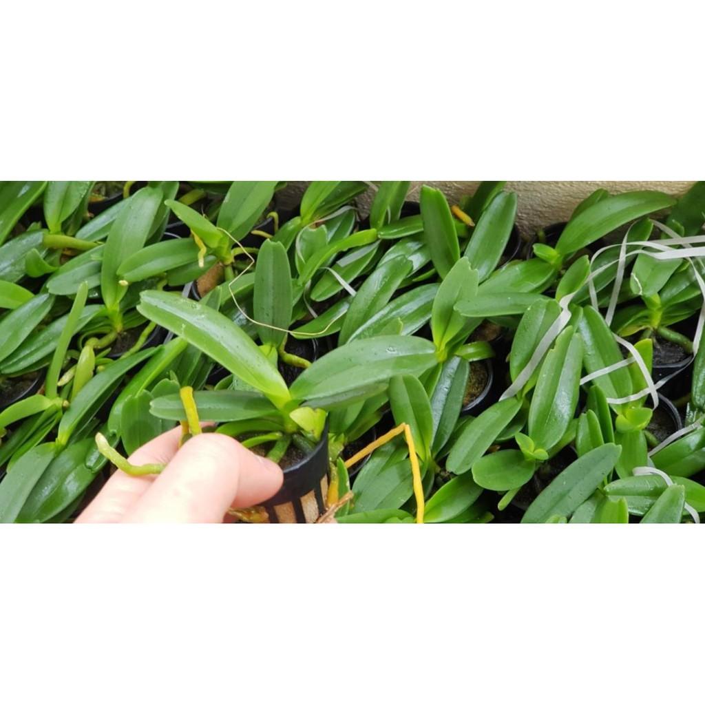 Ngọc điểm cây giống