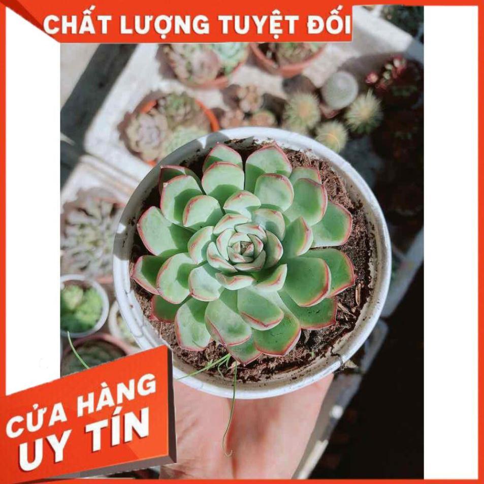 Sen đá đủ mẫu đồng giá 40k Nhiều Người Mua