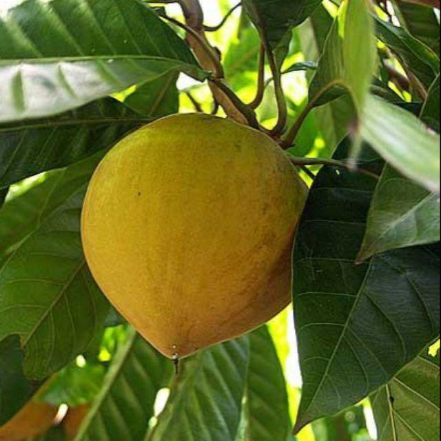Cây trứng gà giống
