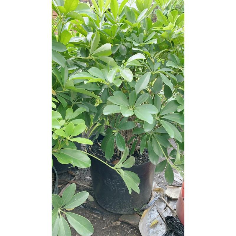 Ngũ Gia Bì Lớn