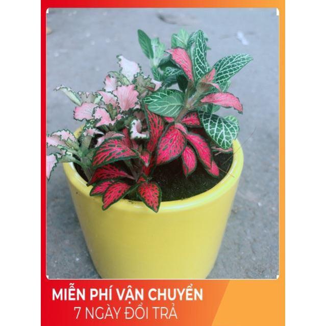 Chậu Cẩm Nhung Xanh+Đỏ+Hồng