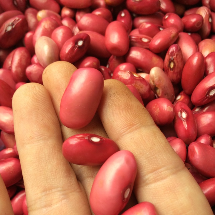 Hạt giống đậu đỏ gói 50gr