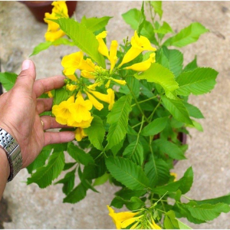 Cây Hoàng Yến Chuông Vàng