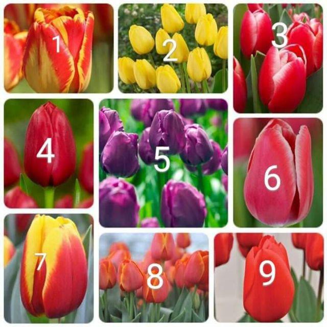 CỦ HOA TULIP NHIỀU MÀU( MUA 10 CỦ TẶNG 1 CỦ)