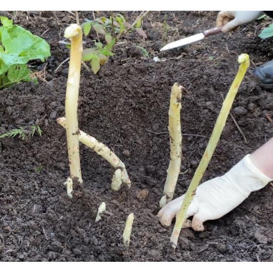 Bộ 10 hạt giống măng tây trắng của Mỹ ăn không đắng