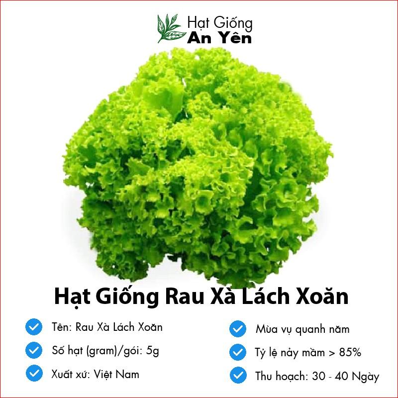 Hạt giống Rau Xà Lách Xoăn thu hoạch sớm, dễ trồng, nảy mầm cao, sinh trưởng khoẻ