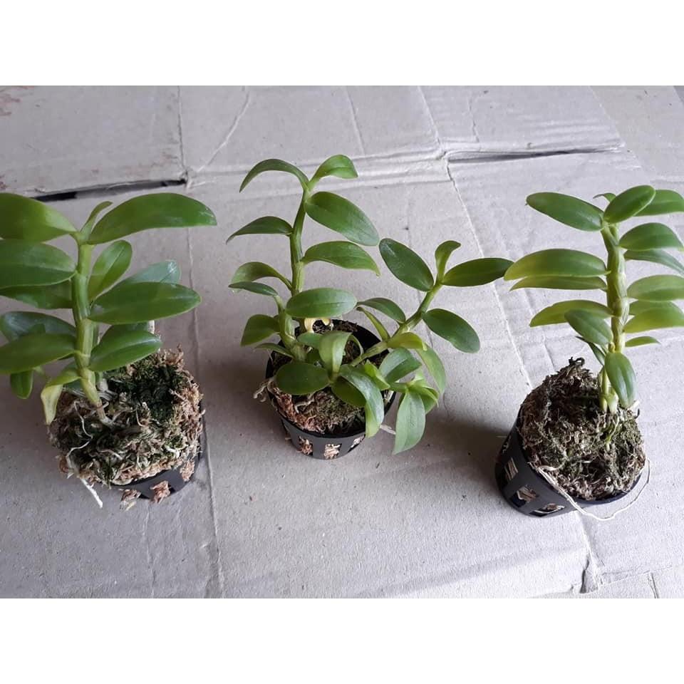 PHI ĐIỆP  TÍM THÁI gieo hạt hoa đẹp thơm