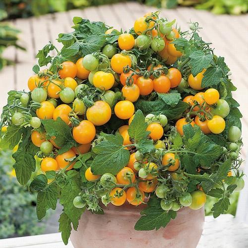 CÂY GIỐNG CÂY CÀ CHUA CHERRY VÀNG SIÊU QUẢ, SIÊU KINH TẾ, SIÊU TỐT CHO SỨC KHỎE - CGCCCRV
