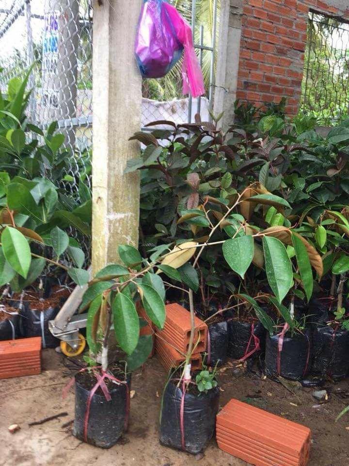 Cây giống vú sữa tím mika