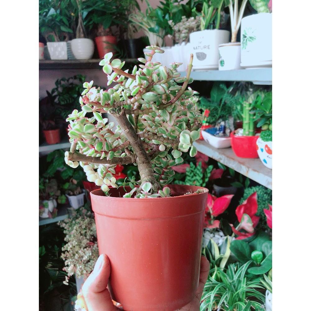 Cành Vàng Lá Ngọc Thân Cổ Thụ