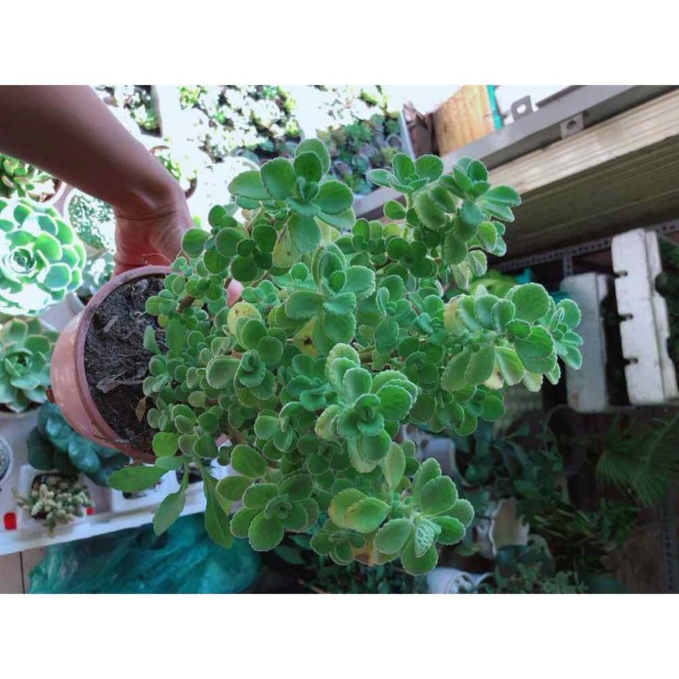 Sen đá nhất mạc hương kèm chậu sứ Bán Chạy