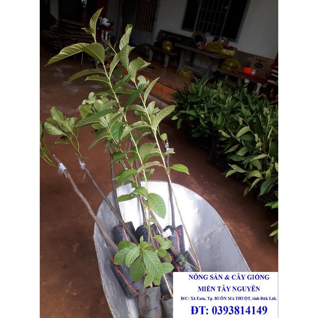 CÂY GIỐNG BẰNG LĂNG LÁ ỔI )