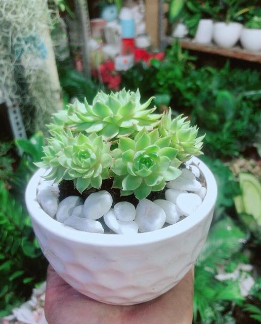 Phật Bà Xanh Kèm Chậu Sứ