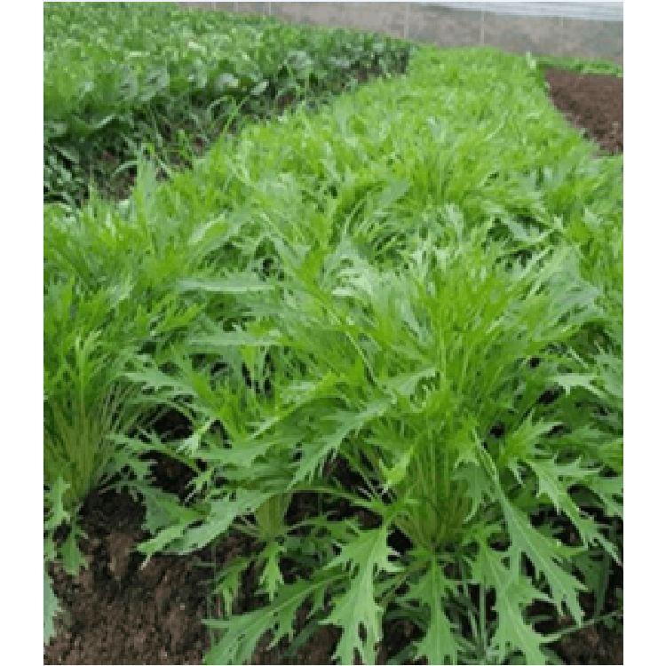 Hạt giống rau cải nhật xanh - 10gr/gói