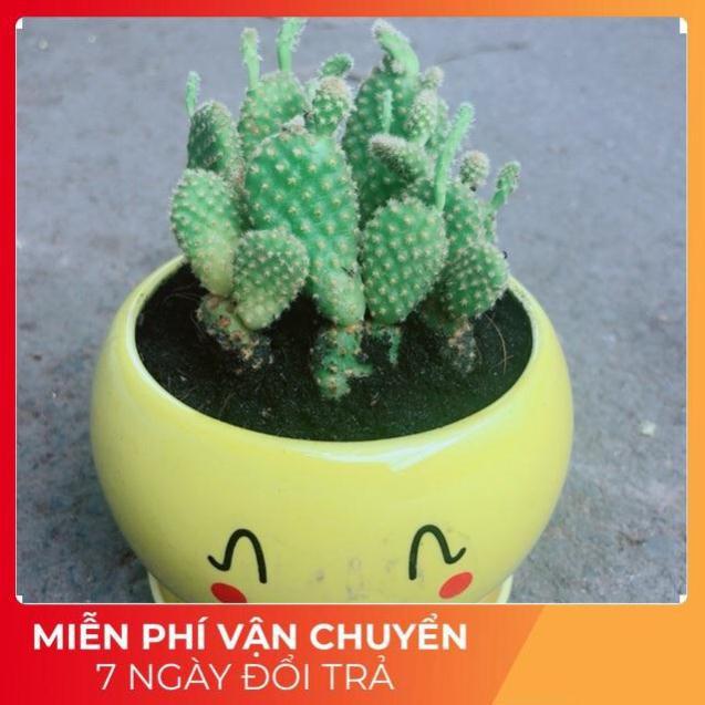 Chậu Xương Rồng Tai Thỏ