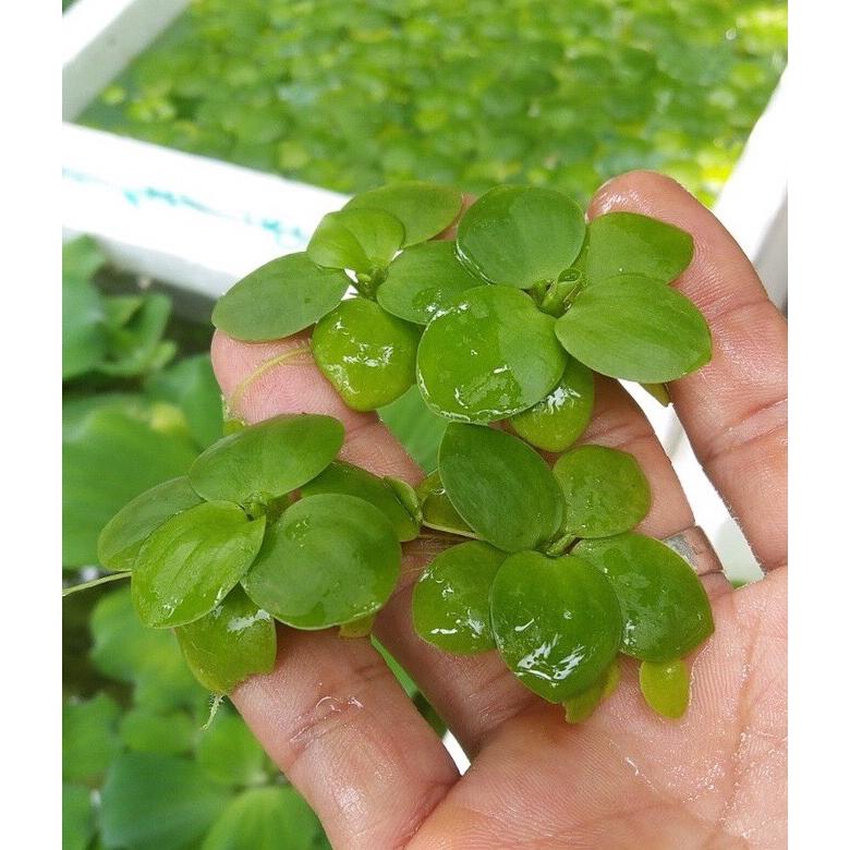 Tổng hợp các loại bèo , rong thủy sinh hồ cá bể cá