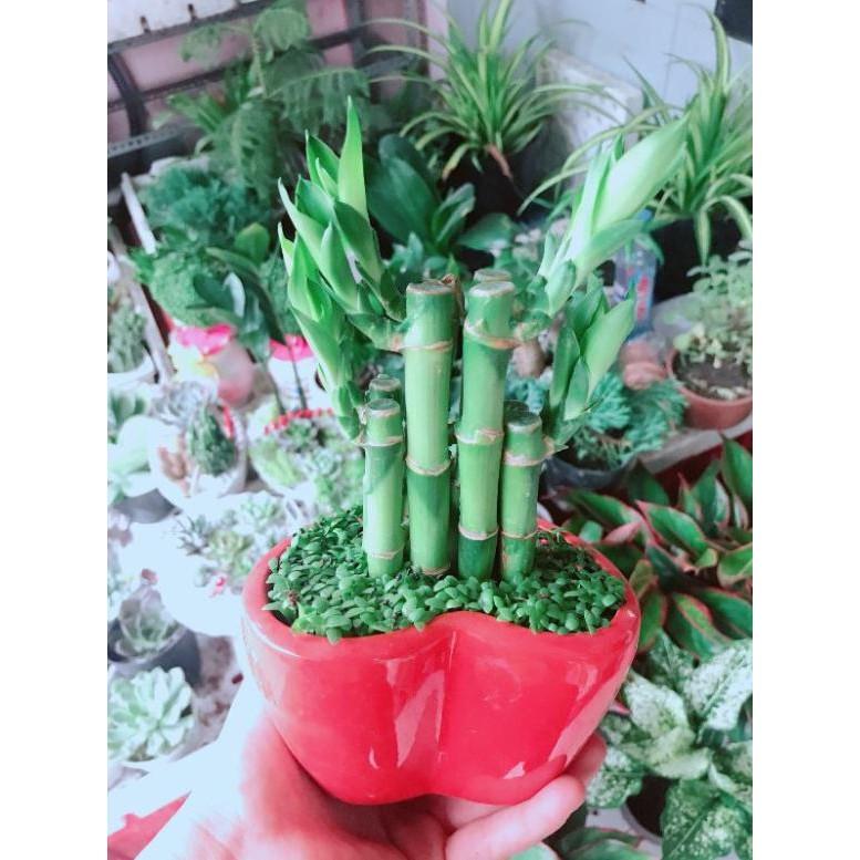 Chậu cây phát tài Bán Chạy
