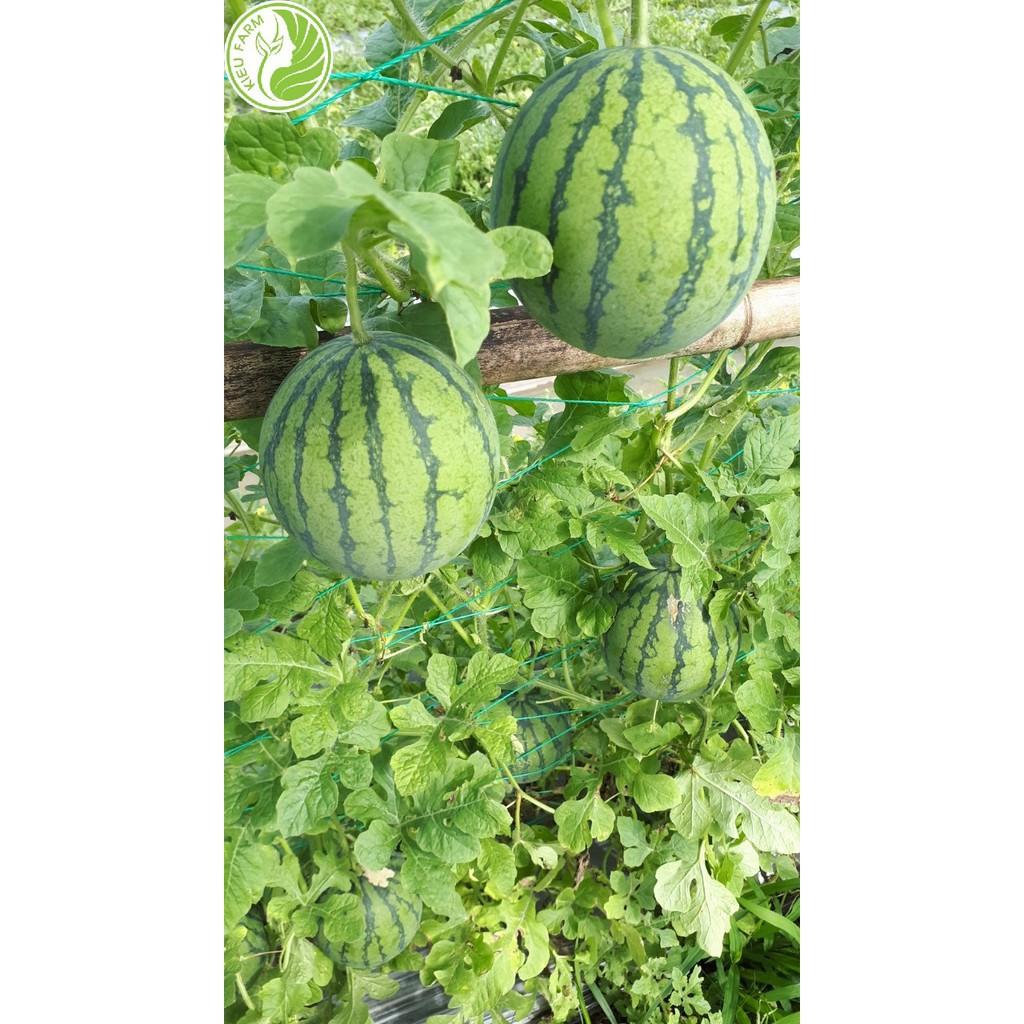 Gói 20 Hạt giống dưa hấu trái táo baby vỏ siêu mỏng (Apple WaterMelon )