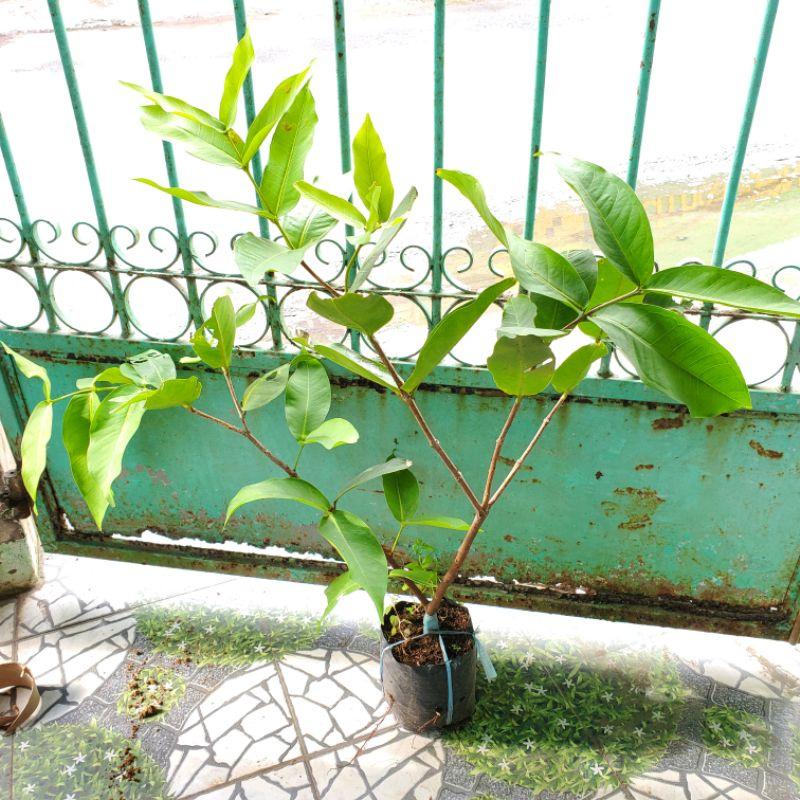 Cây giống mận An Phước cso thể trồng chậu, sân thượng, cây khỏe, vận chuyển xa an toàn