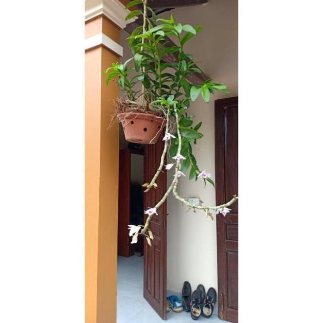 Phong lan phi điệp, giả hạc ki mập khỏe ấm chậu
