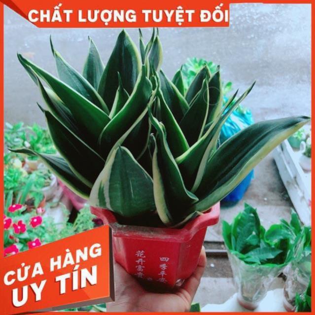 Chậu Lưỡi Hổ Thái Xanh