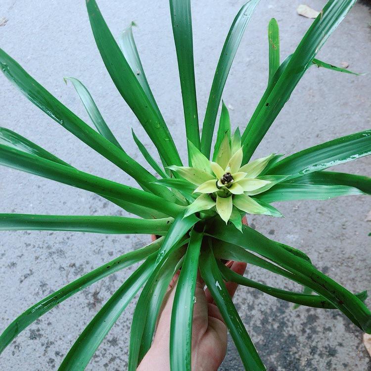 Cây Phát Lộc Hoa