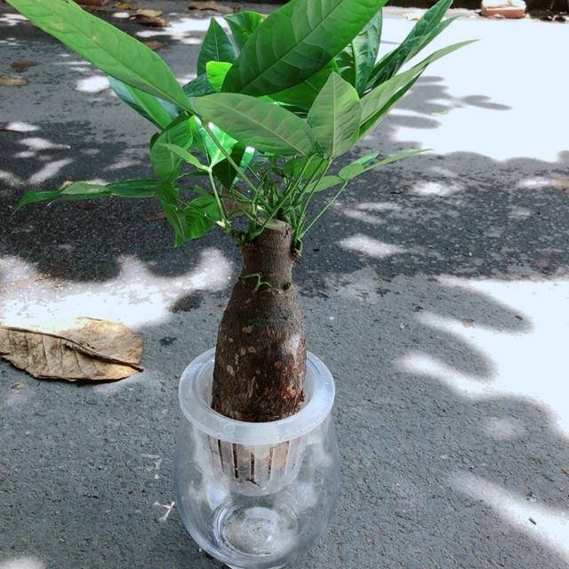 Chậu Kim Ngân 1 Thân Thuỷ Sinh