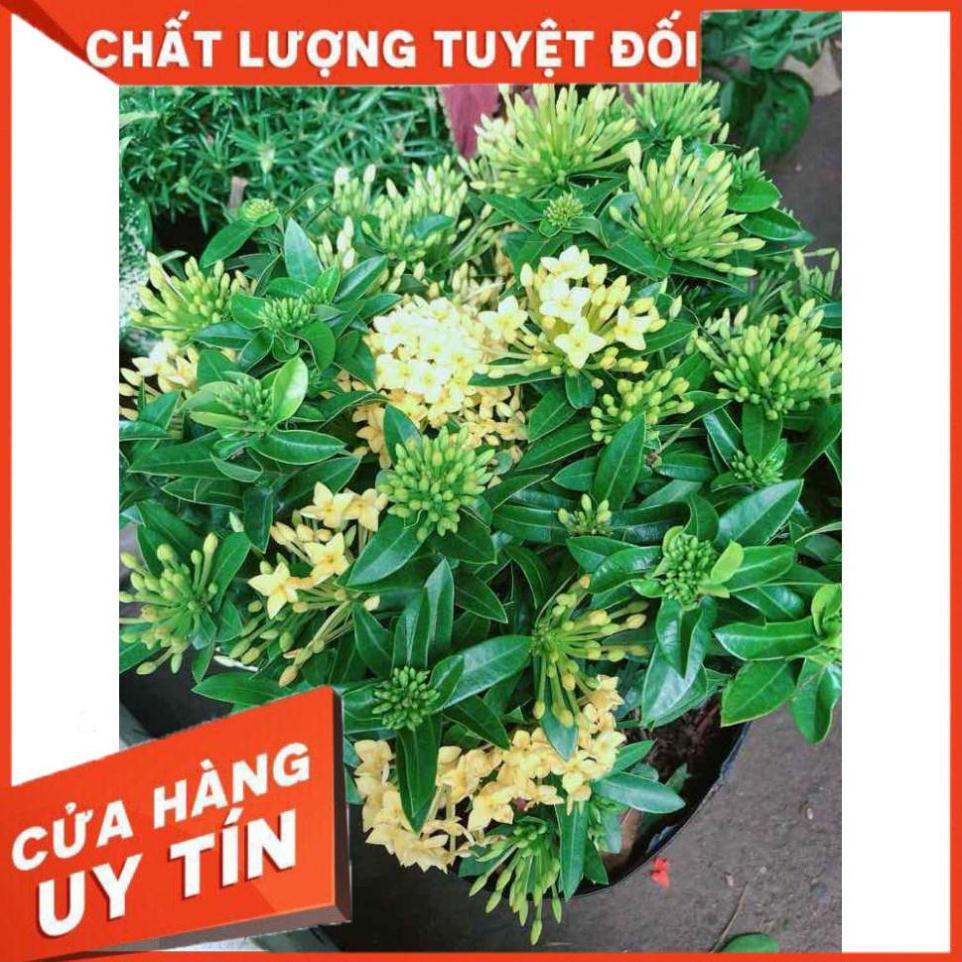 Cây trang thái Nhiều Người Mua