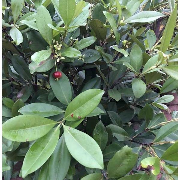 Cây giống Cherry Mỹ