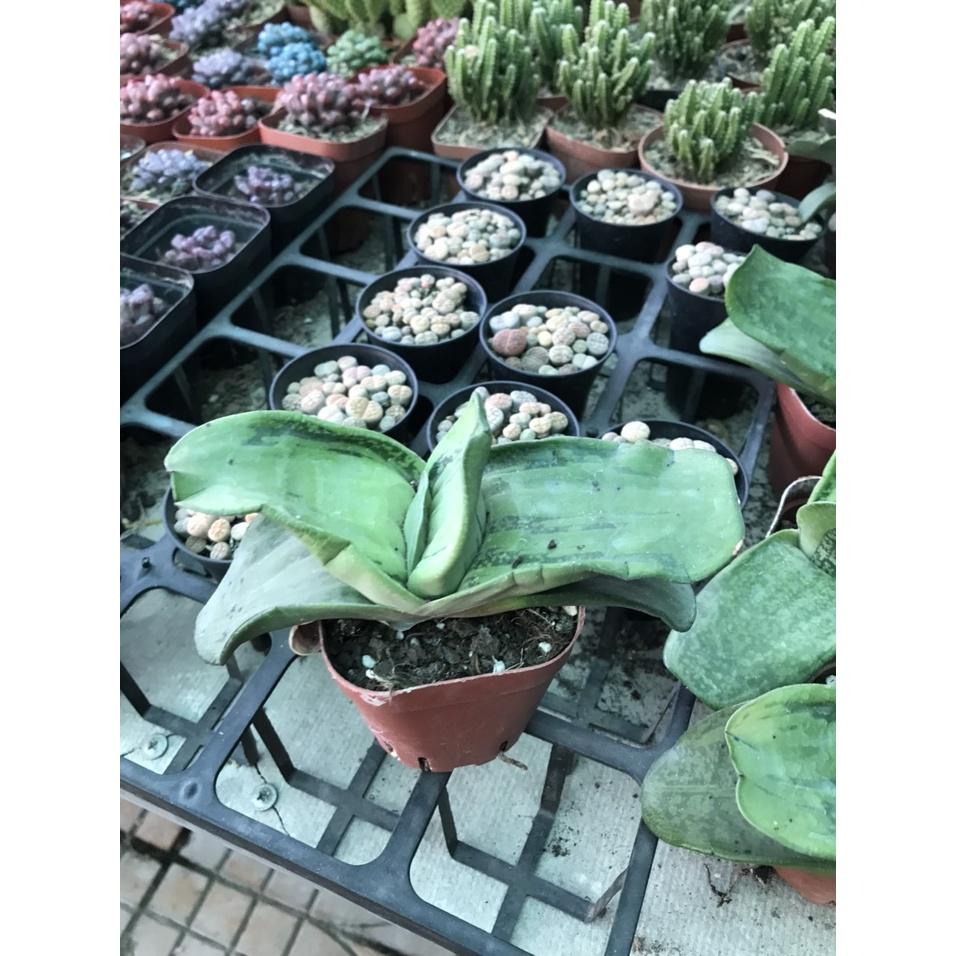 Cây Sen Mỏ Vịt - cây cảnh để bàn + tặng phân bón cho cây