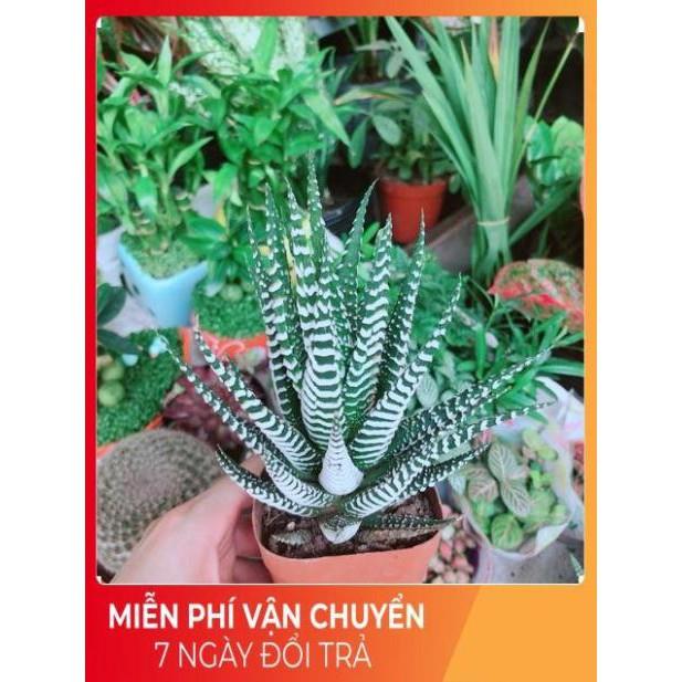 Chậu Móng Rồng