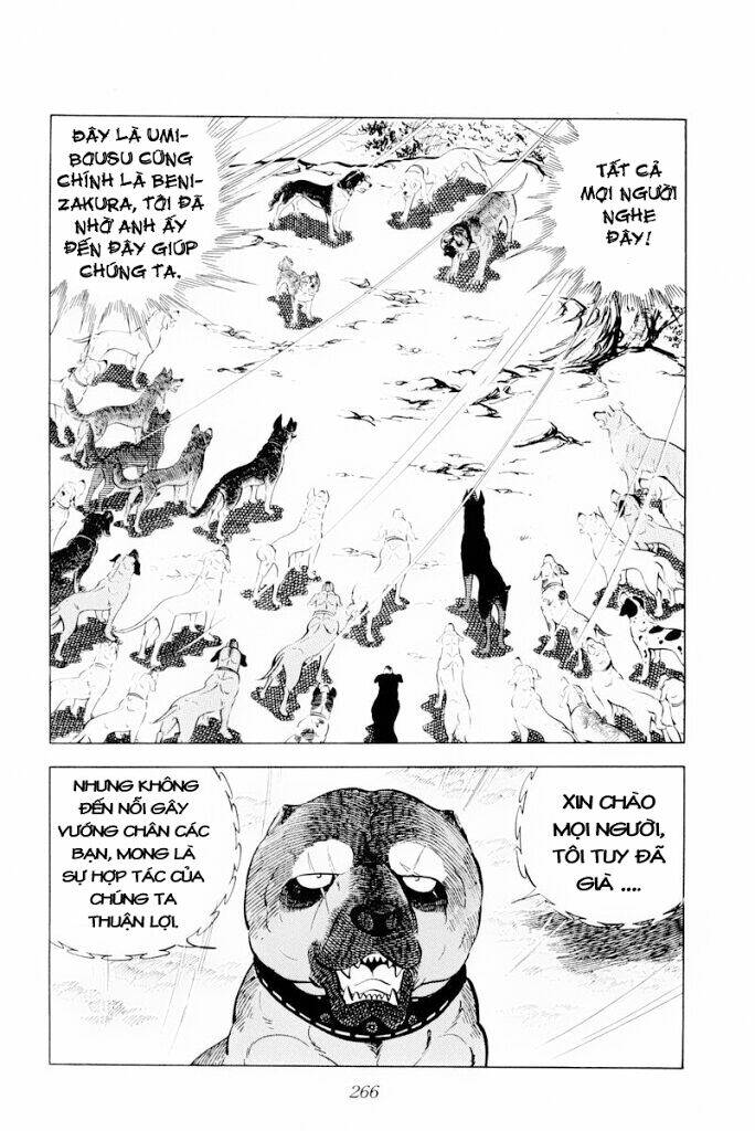 chú chó có nghĩa - ginga nagareboshi gin chapter 30 24
