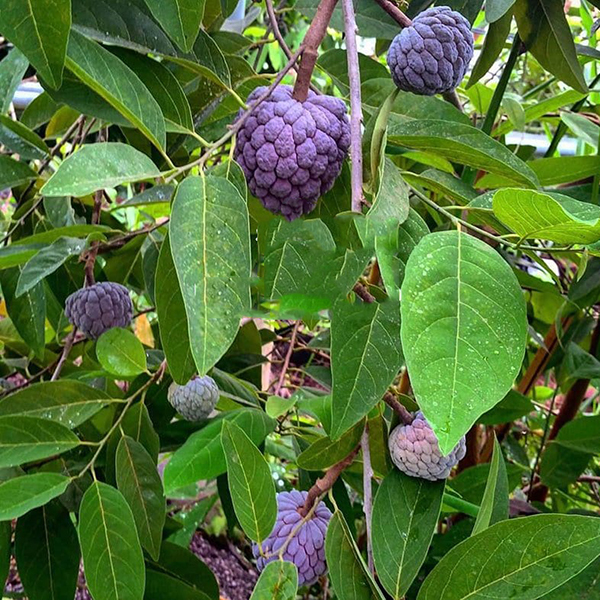 Giống Cây Na Tím