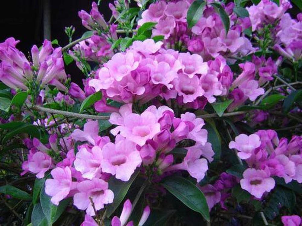 Combo 3 bầu Cây hoa Lan Tỏi-lan leo tỏi tím. bầu giống, giá rẻ