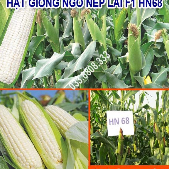 Hạt Giống Ngô Nếp Dẻo Thơm Ngon Đều Hạt HN68 Gói 300gram