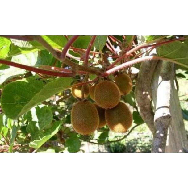 Sản phẩm CÂY GIỐNG KIWI