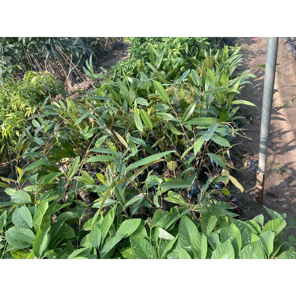 Sầu riêng DONA không ngọt gắt, không đắng, không gây ngán giống chuẩn F1 chất lượng cao