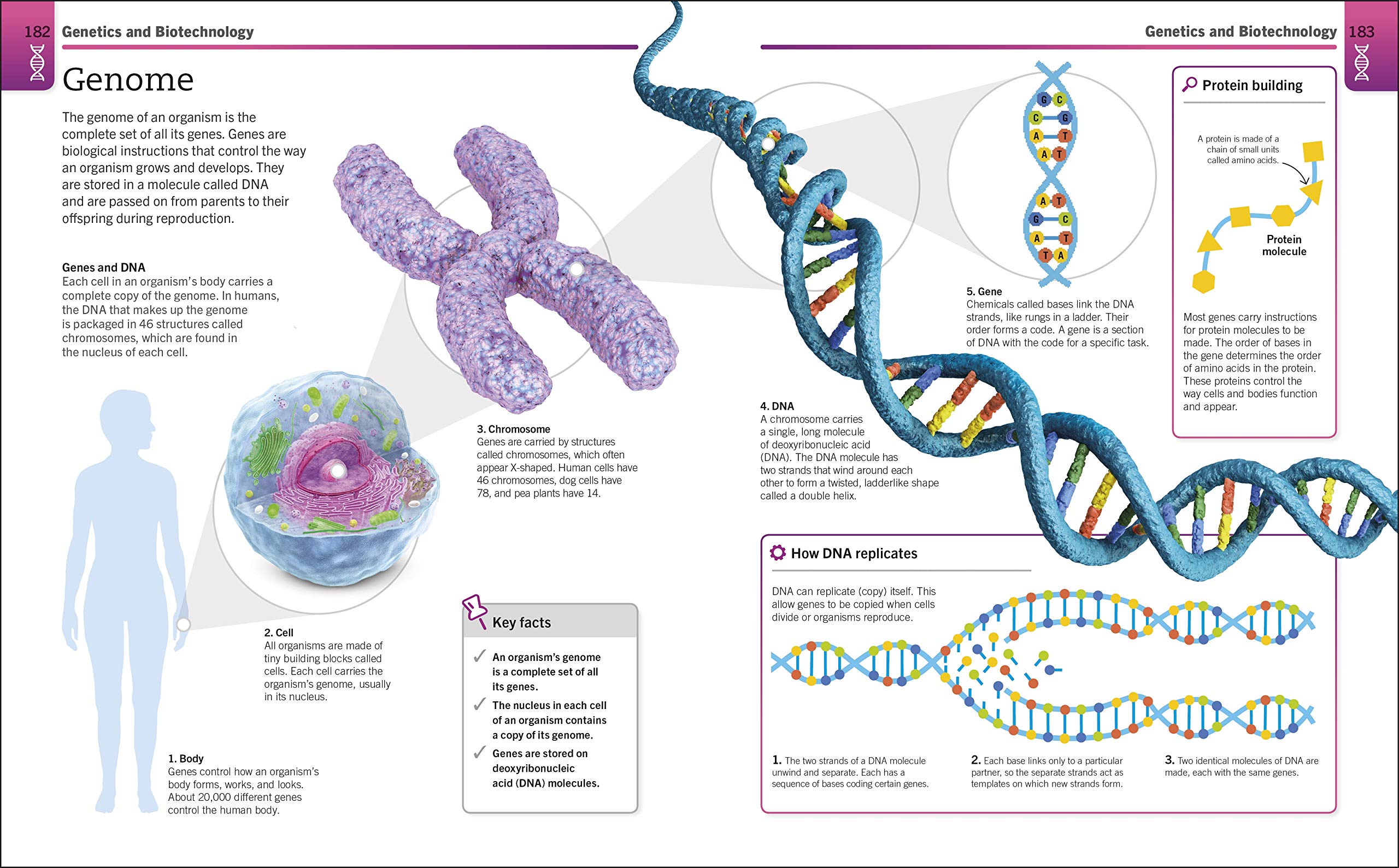 Biology: The Ultimate Bitesize Study Guide (Supersimple)