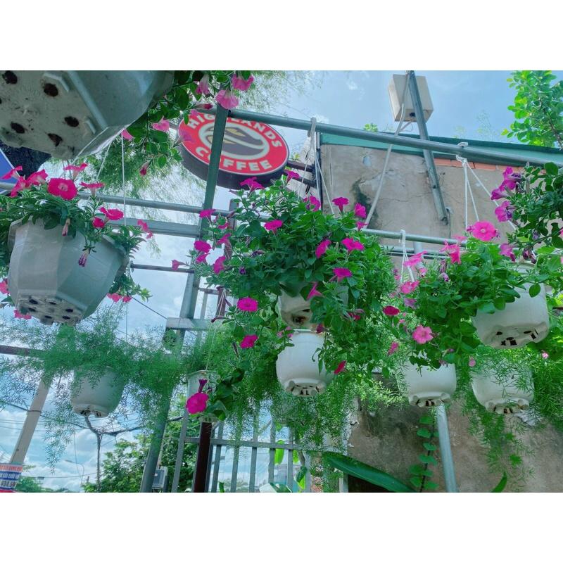 Chậu Hoa Dạ Yến Thảo