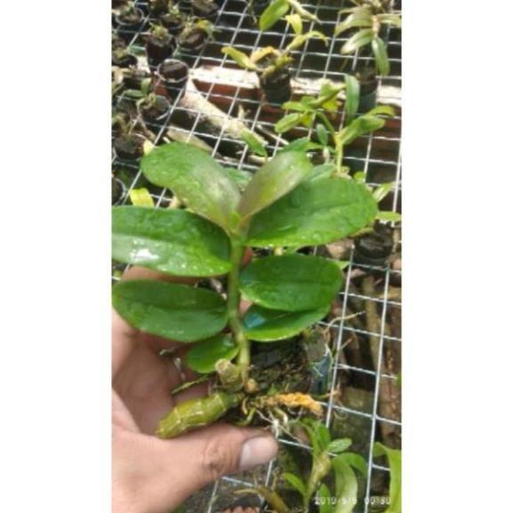 Hoa Lan Trầm Tím lai Giả Hạc+ 700g phân thỏ hữu cơ ki mập khỏe ấm chậu