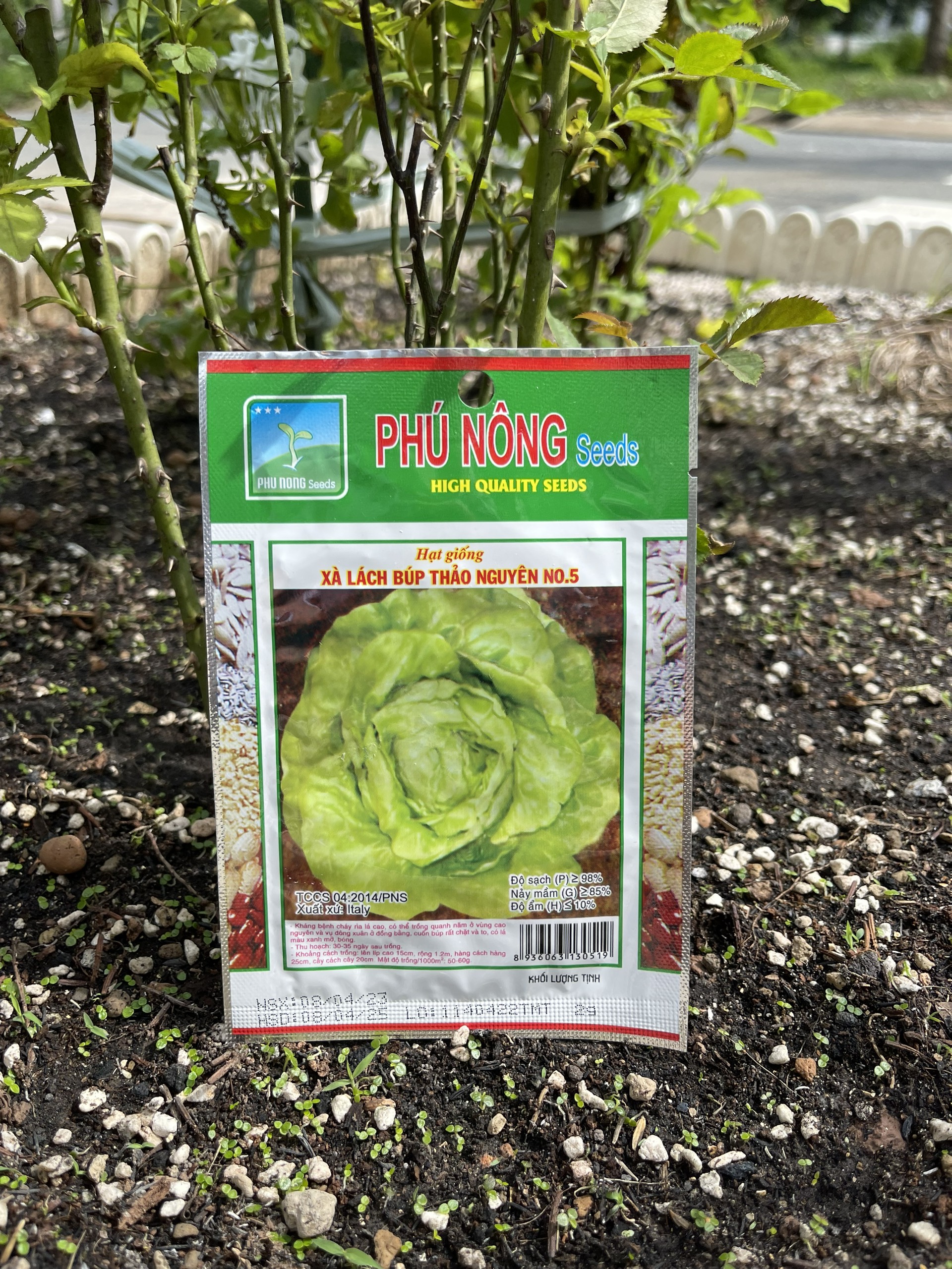 Hạt giống Phú Nông xà lách búp thảo nguyên No.10 | Lettuce Butterhead