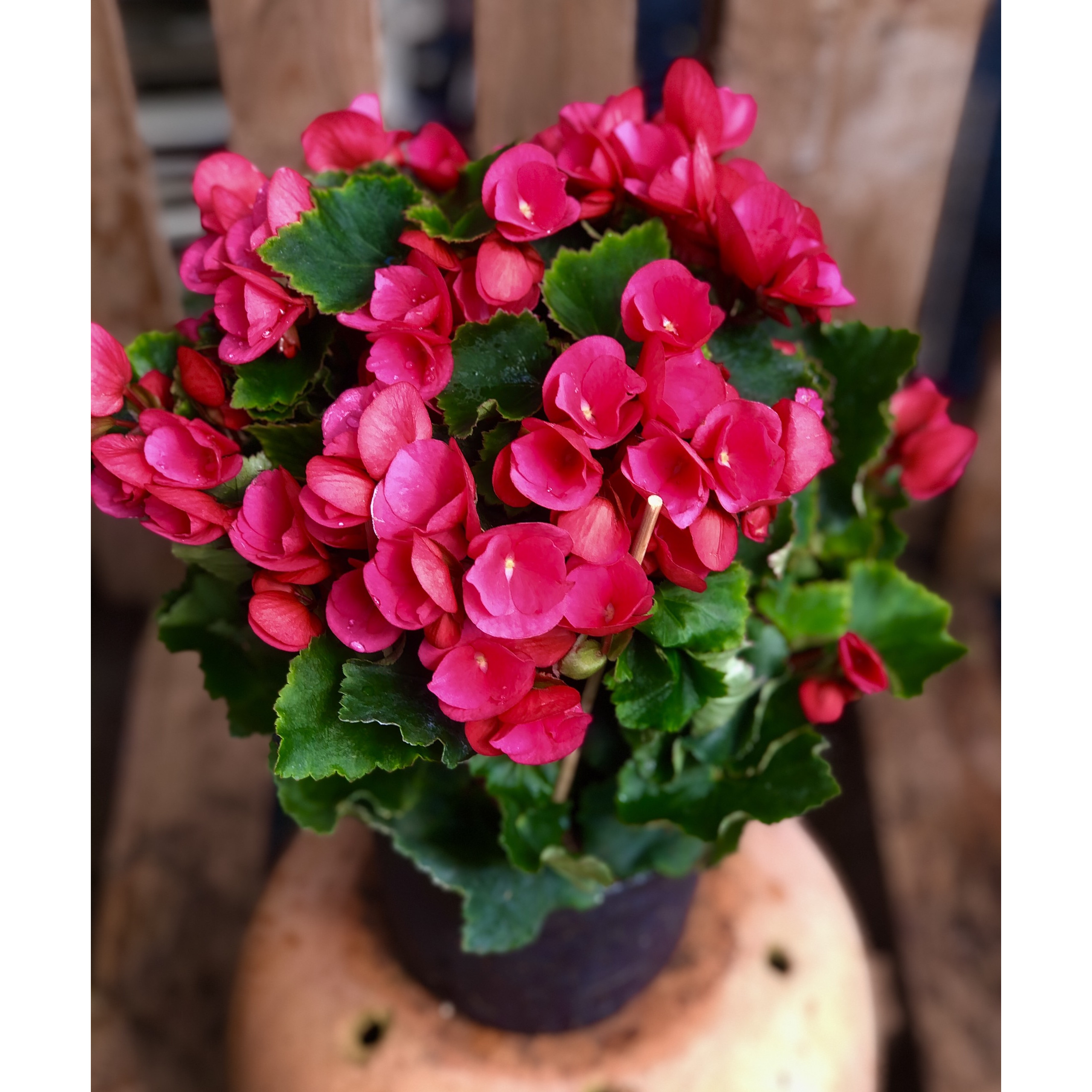 Chậu hoa thu hải đường hoa màu đỏ Bersebas red
