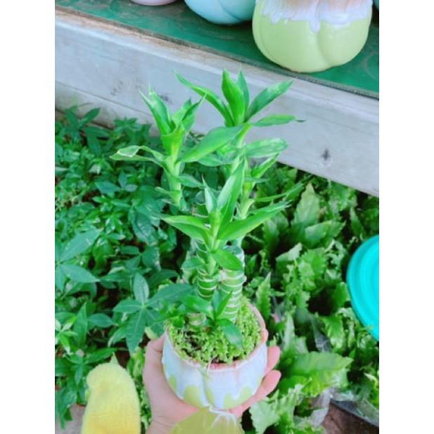 Chậu phát tài giò gà hay chân gà