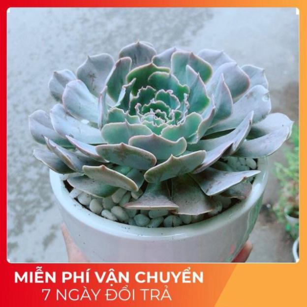 Chậu Sen Đá Bắp Cải Tím