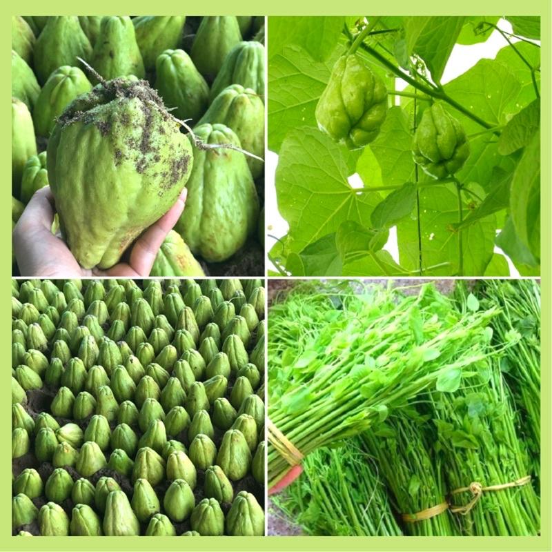Quả su su giống dễ trồng dễ chăm sóc ít sâu bệnh.