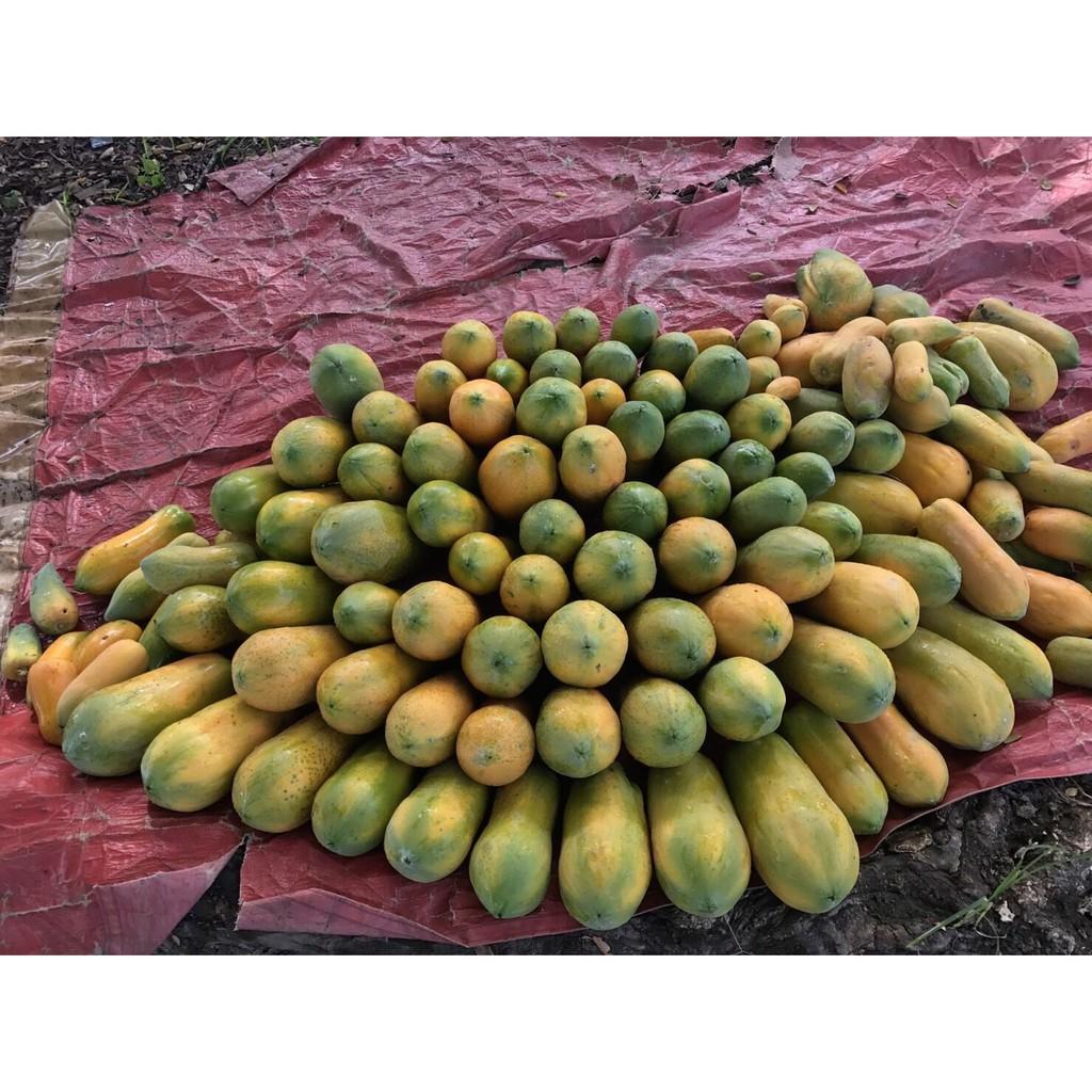 Hạt giống Đu Đủ Hà Lan Siêu Ngọt Seedline 20 hạt