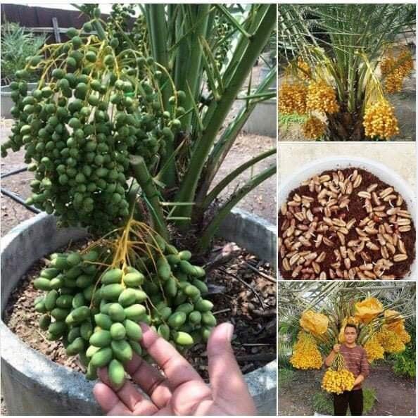 Cây Chà Là Trung Đông